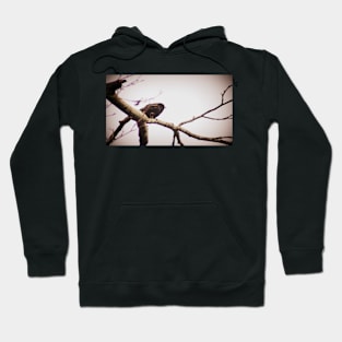 male red winged black bird in a tree Hoodie